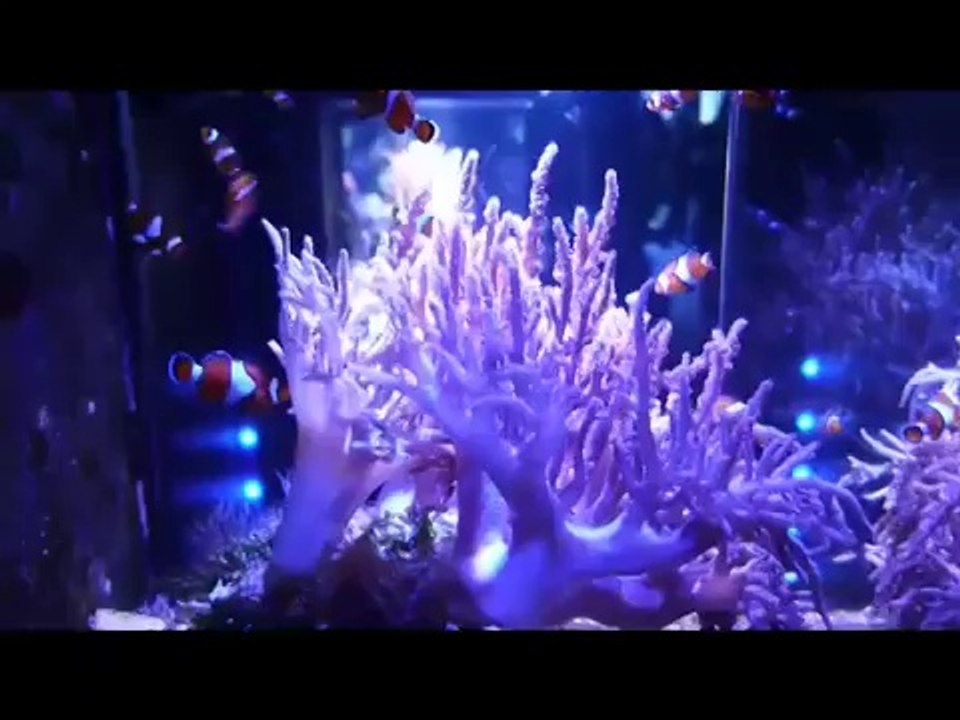 Dinçerler 75. Yıl Anadolu Lisesi,2014 Avrupa Maceramız