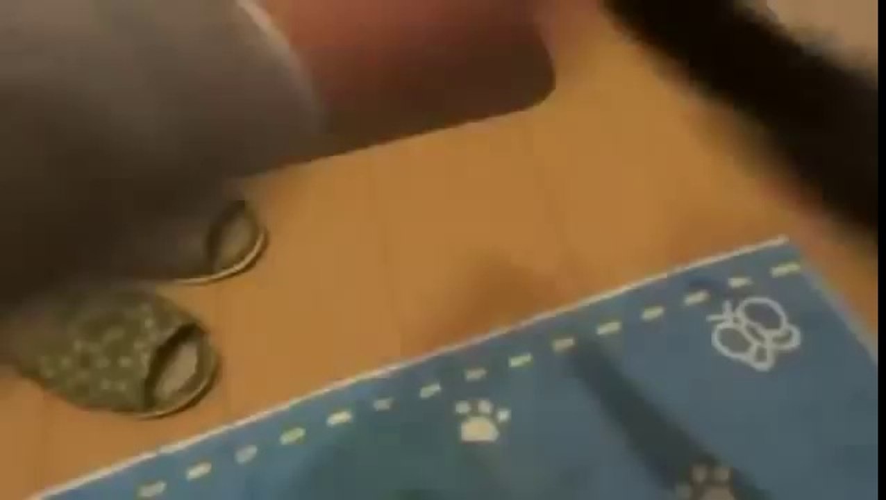 Cat Welcomes Owner Home