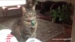 Violent Cat attacks on their masters... Pet compilation!