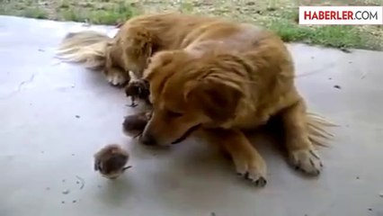 Köpeği Anneleri Zanneden Civcivler