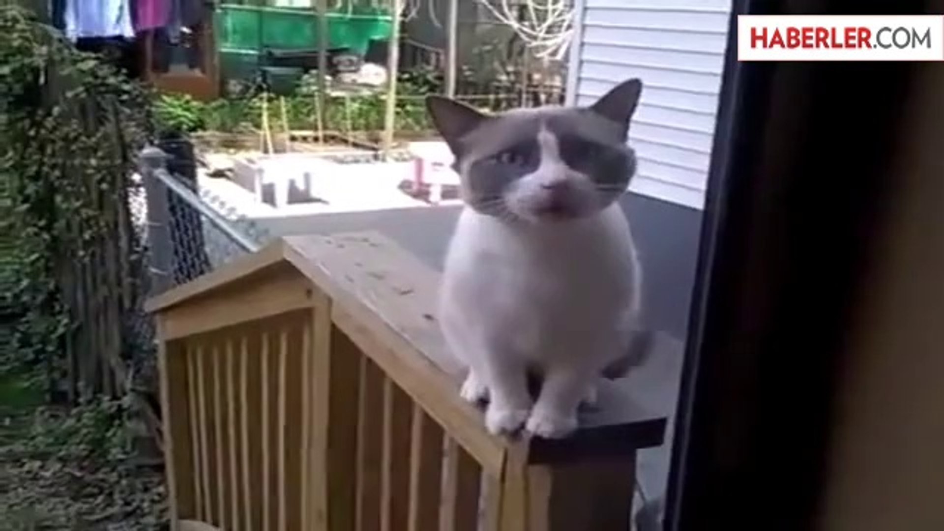 İnsanlarla Konuşan Kedi - Dailymotion Video