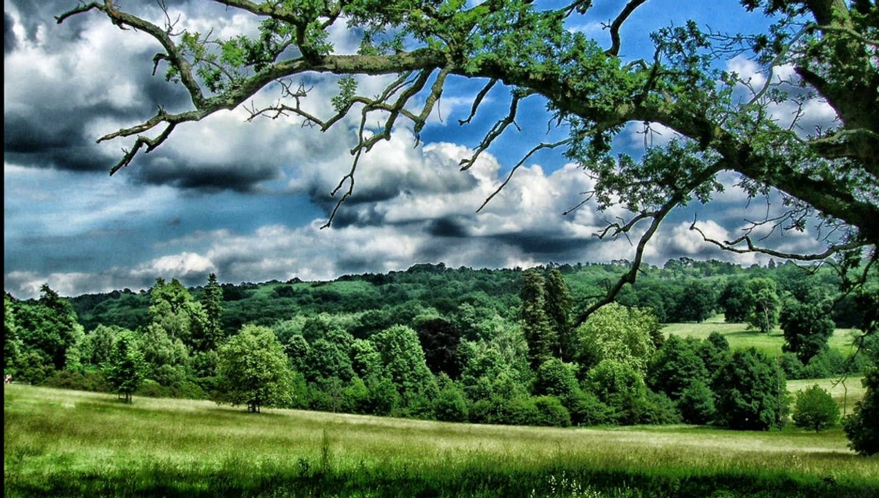 Nature sounds - Summer birdsong in the countryside