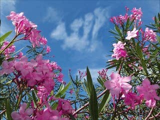 Don't be sad---- ALLAH knows...