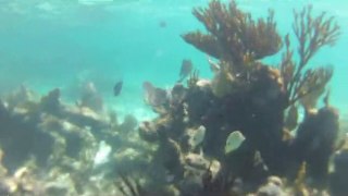 Massif Corallien - Plongée CANCUN MEXIQUE