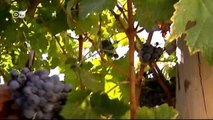 Wein und Sherry aus Jerez | Euromaxx