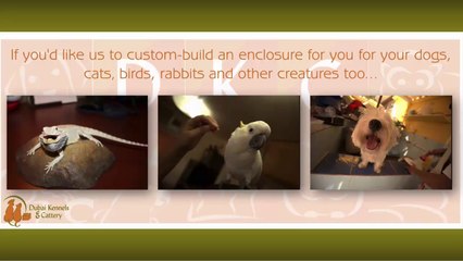 Must-Knows When Caring For Puppies