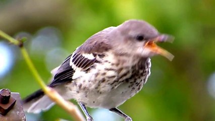 Birds of NY Amazing Nature