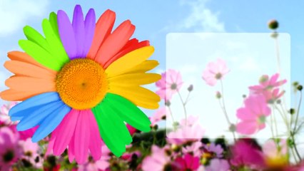 Футаж Ромашка для текста.