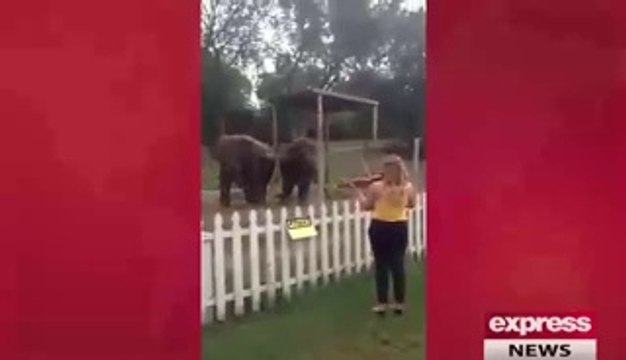 Elephants Dancing to Violin
