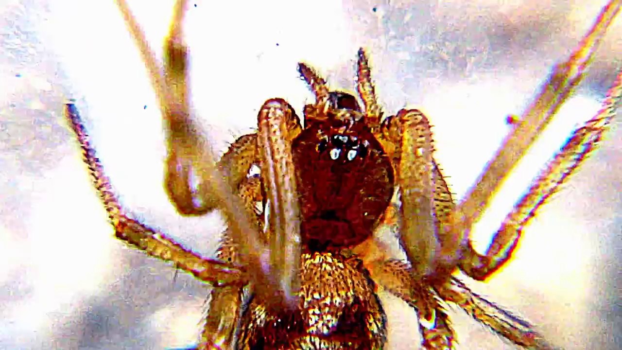 KITCHEN SPIDER