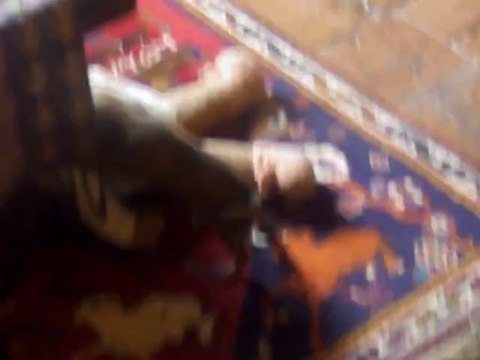 JOHNNY DU DOMAINE DES COTIERES - PETIT BRABANCON