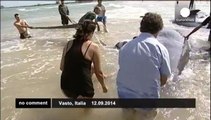 Whales beached in Italy