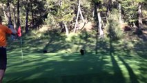 Baby Bear Circus Act on Golf Course