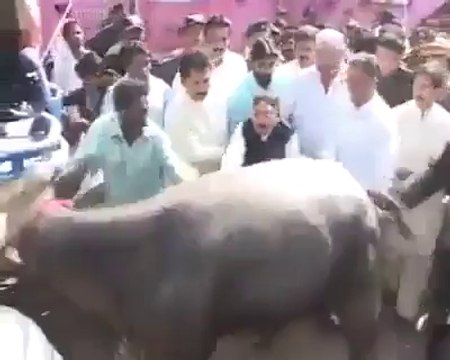 CM Sindh Qaim Ali Shah Attacked by Cow