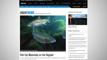 Mammal-Eating Fish Prove To Be Common In Some Areas