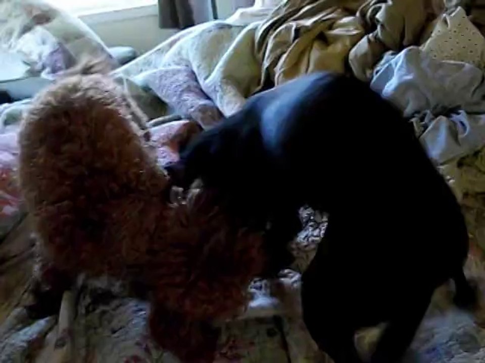 Rose & Chili playing on the bed