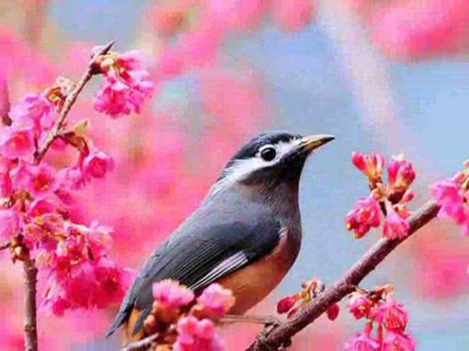 Hymne d'Amour par Fernand