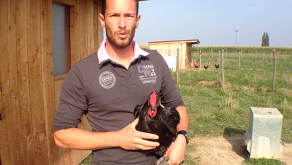 La poule Le Mans revient