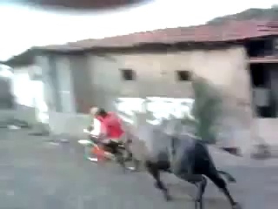 Funny Arabic Ox