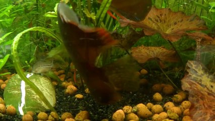 Nouvelle ponte de discus