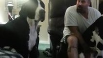 Great Dane throws a hissy fit