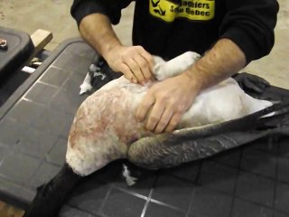 décolage peau  d outarde # 2