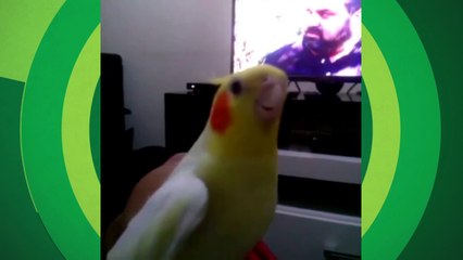 Torcida animal! Calopsita 'canta' 'Fred vai te pegar'