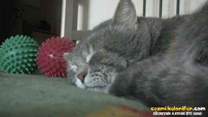 Sahibinin Öksürüğüne Tepki Veren Kedi