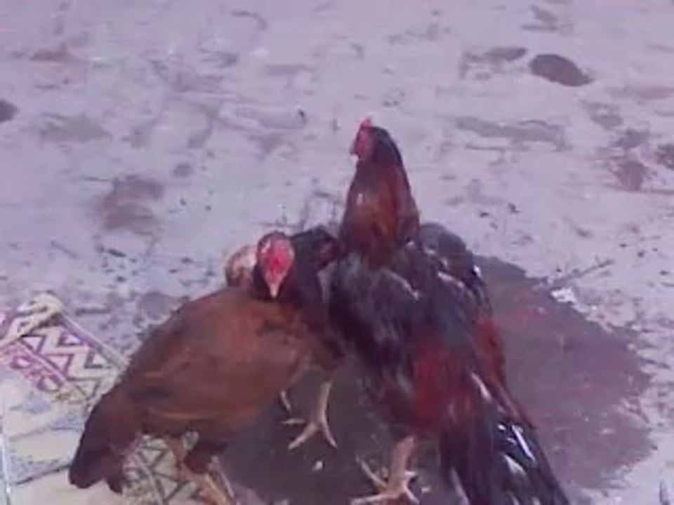 kamalia aseel hen vs mianwali aseel hen by mani jutt aseels