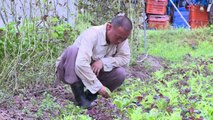 Food safety fears see farming return to high-rise Hong Kong