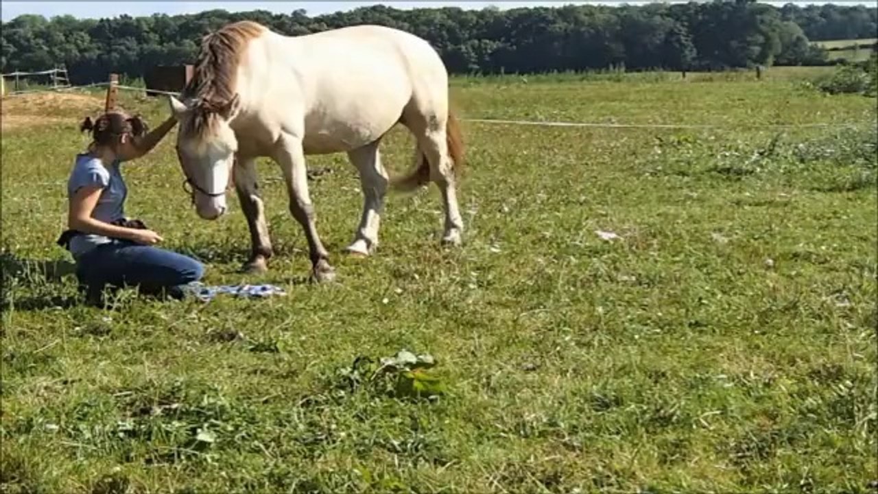 Cheval au clicker, se placer sous le tapis et attraper un torchon (1ère séance)