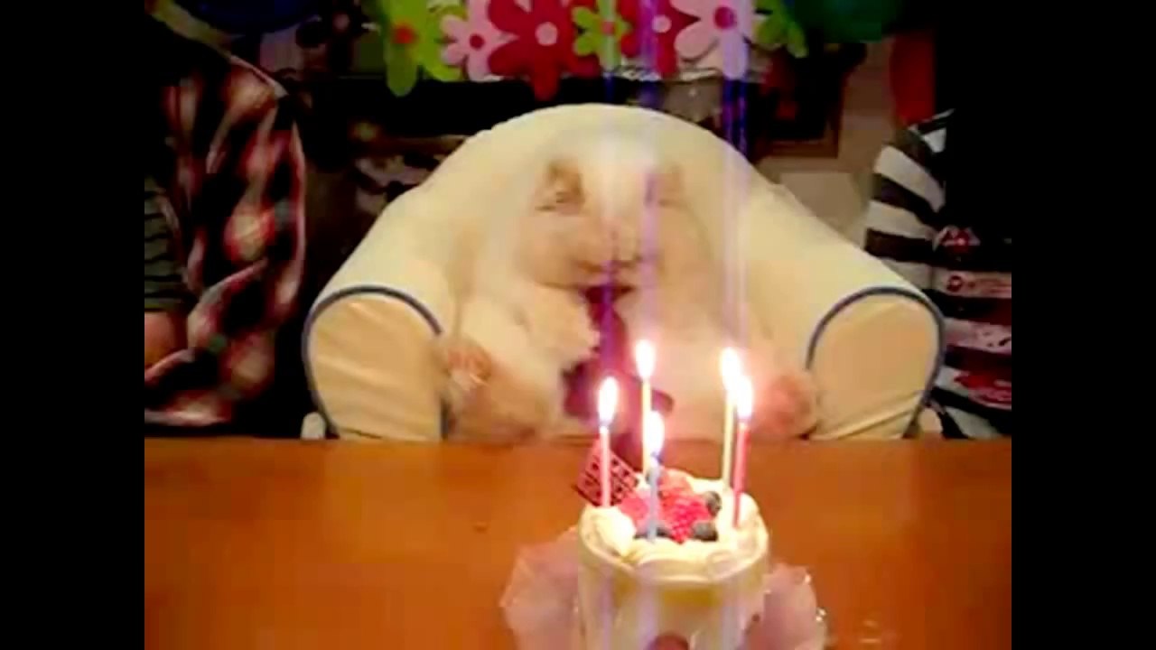 Compilation de chats marrants