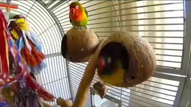 Compilation d'animaux de compagnie marrants