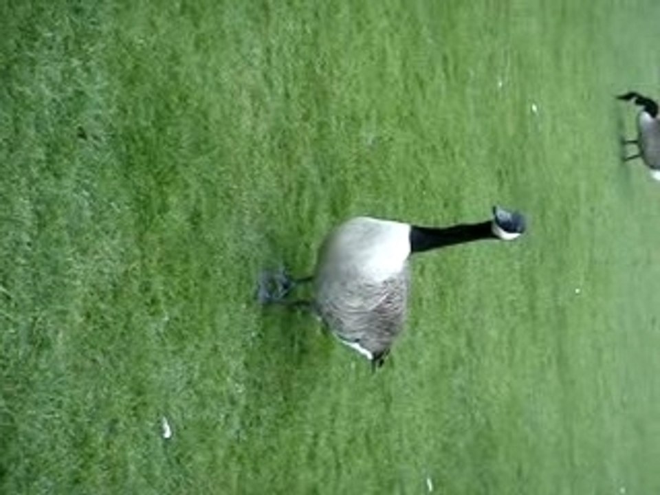 Poulet
