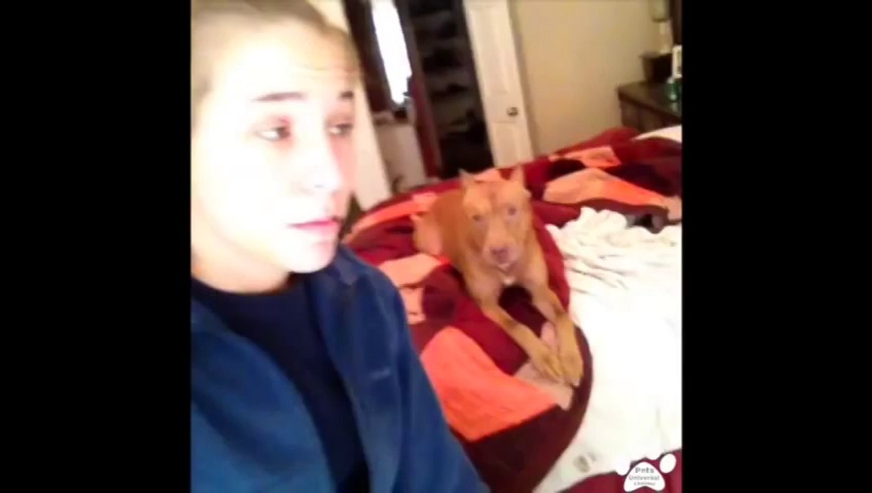 Best Dog Vines January 2014 - Compilation of Funny and Amazing Puppy and Dog Vines!