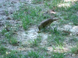 Zorzal común rompiendo un caracol - Grive casse un escargot