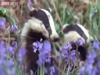 Best Of Funny Talking Animals