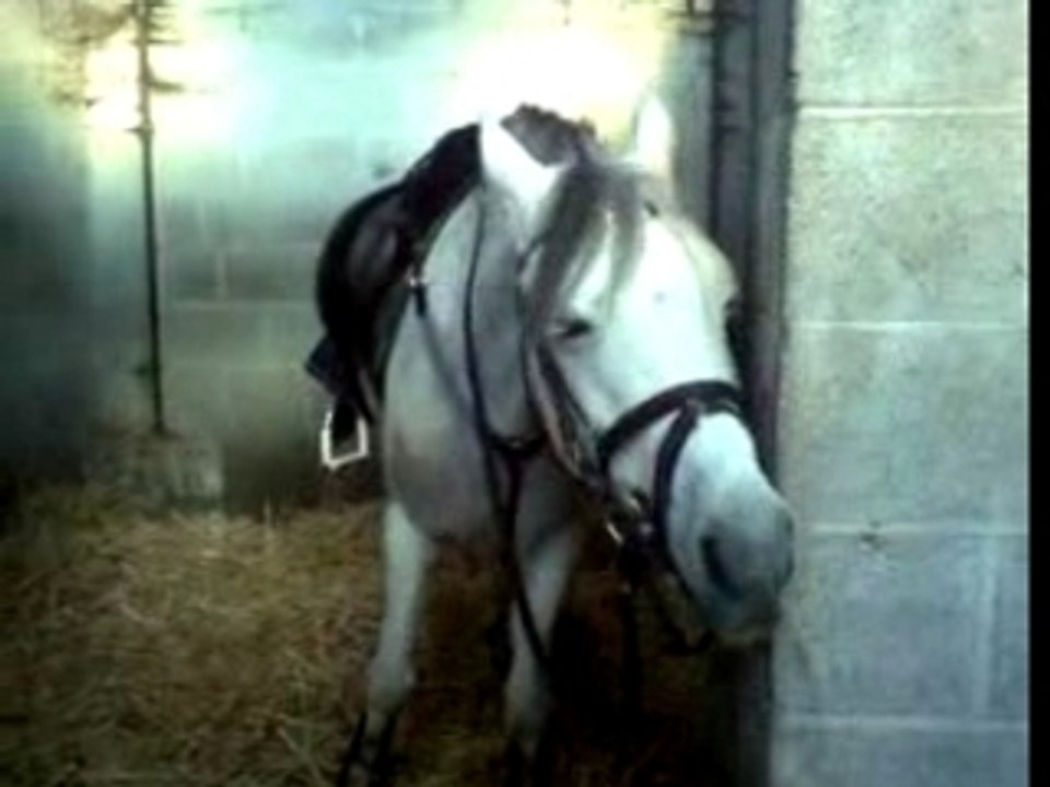 Impala prend soin de mon filet