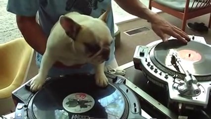 Compilation de chiens marrants