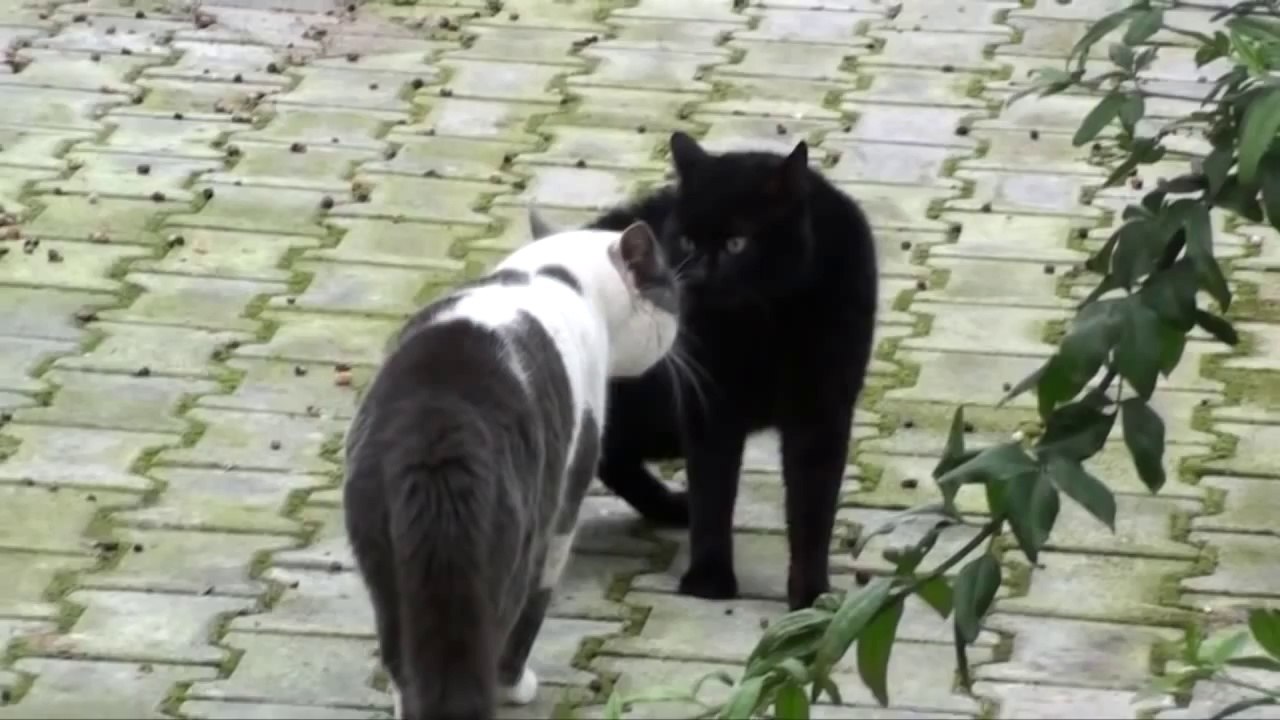 Böyle Kedi Kavgası Görmediniz