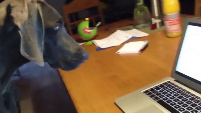 Chiens marrants compilation