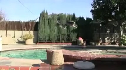 funny dog videos try not to laugh 2014 Dog barking funny videos