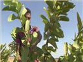 تضرر موسم زراعة الجوافة في الأغوار