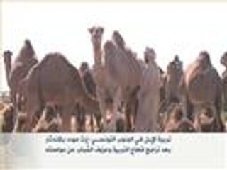 مهددات تربية الإبل في الجنوب التونسي