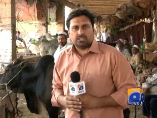 Cattle Market (Peshawar) - Geo Reports - 14 Sep 2014