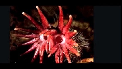 STAR NOSE MOLE WITH 25THOUSAND SMELL RECEPTORS