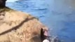 Pool fails 2014 fail compilation vine videos funny fat people falling funny animal videos