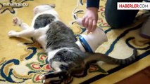 Masaj Yapılan Kediler Kendilerinden Geçti