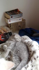 Blue Tabby - Chatterie du Pussy des Sources