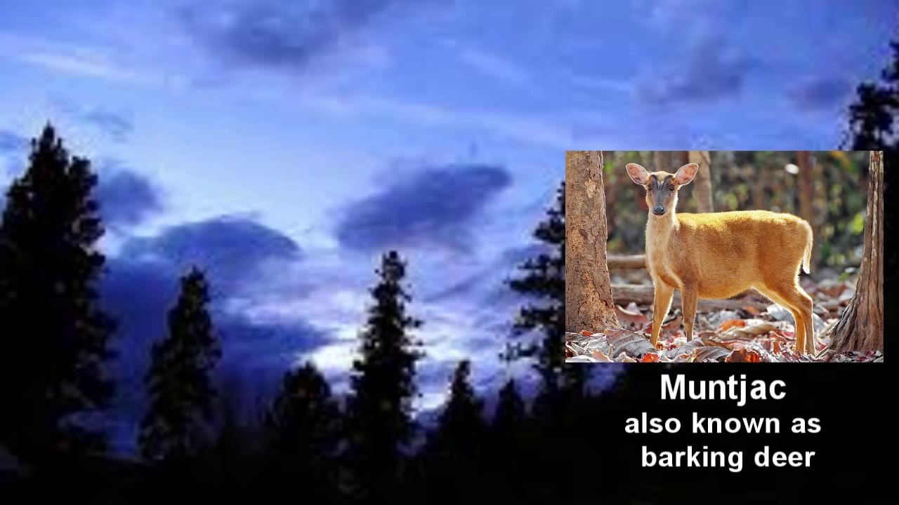 Animal Sounds of the Night  ~ Nocturnal Animals ~ Woods at Night